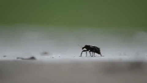 Weevil insect walking on ground Macro, Curculionoidea	FLAT Stock Footage 233592015