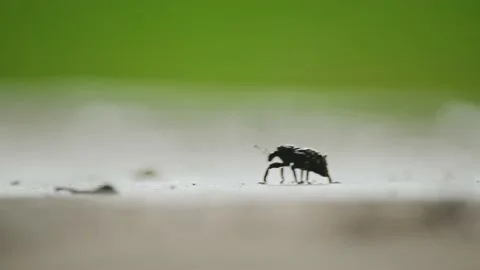 Weevil insect walking on ground Macro, Curculionoidea Stock Footage 233592018