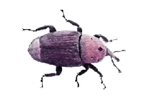 Weevil. Isolated on white background. Vector illustration. 스톡 일러스트