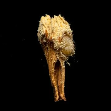 Weevil larva infesting pine tree bud close-up 库存照片