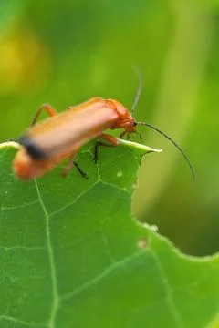 Weevil on a leaf Stock Photos