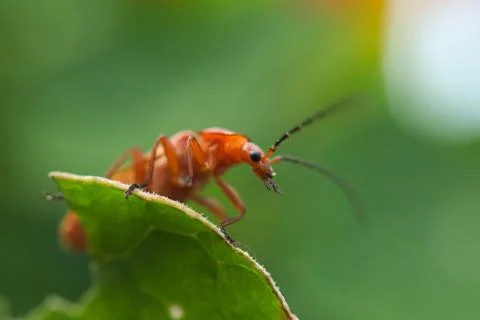 Weevil on a leaf Stock Photos