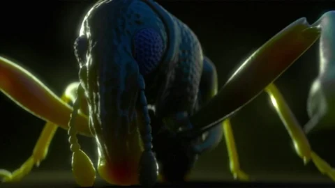 Weevil macro. Insect. Series of 3 images. Stock Footage 74896780
