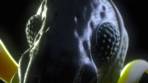 Weevil macro. Insect. Series of 3 images. Stock-Footage 74896790