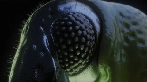 Weevil macro. Insect. Series of 3 images. Stock Footage 74896795