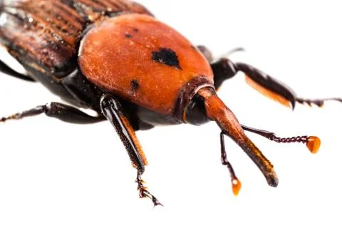 Weevil mouth Stock Photos