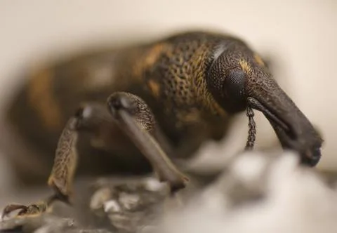 Weevil in nature Stock Photos