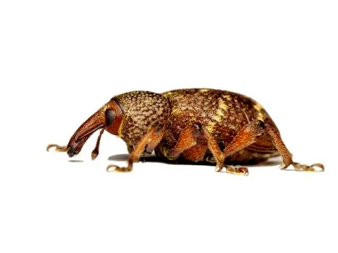 Weevil Stock Photos
