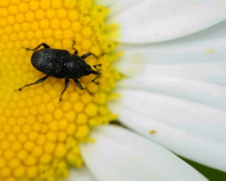 Weevil Stock Photos