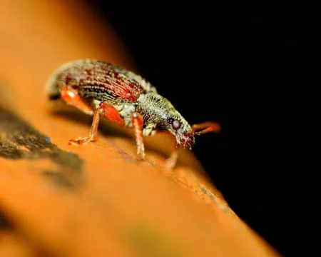 Weevil Stock Photos