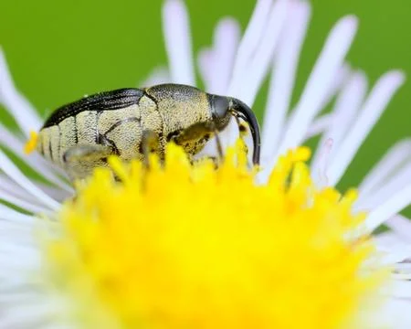 Weevil Stock Photos