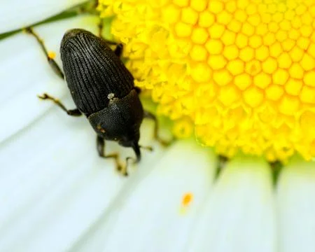 Weevil Stock Photos