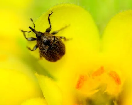 Weevil Stock Photos
