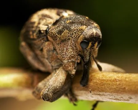 Weevil Stock Photos