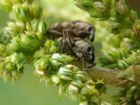Weevil Stock Photos