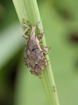 Weevil Stock Photos