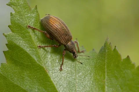 Weevil, Polydrusus mollis on birch leaf Stock Photos