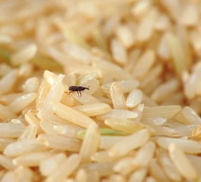 Weevil in rice Foto stock