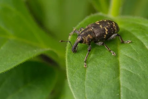 Weevil sits on a leaf of a plant. The background is blurry. Wildlife. Stock Photos