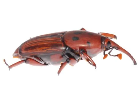 Weevil snout beetle Stock Photos