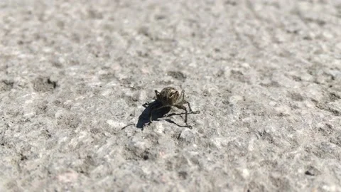 Weevil staring Stock Footage 132025528