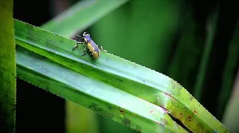 A weevil walks along a leaf in the wilds of Madagascar. Stock Footage 21300620