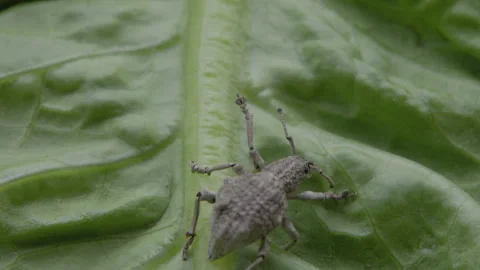Weevils beetles roll over vegetable leaves Stock Footage 241230234