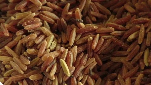 Weevils consuming exposed red basmati rice in a basket. Stock Footage 161456113