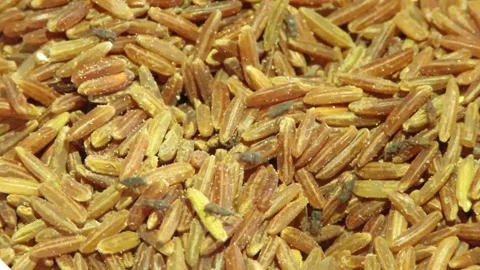 Weevils consuming red basmati rice which are not protected. Stock Footage 161452486