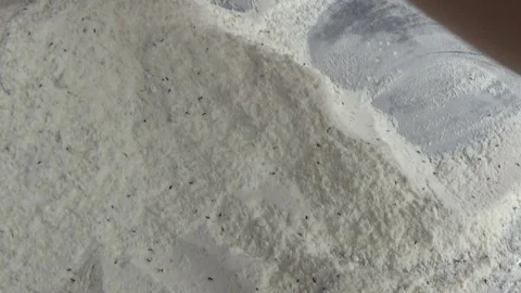 Weevils crawling in white flour Stock Footage 315433003