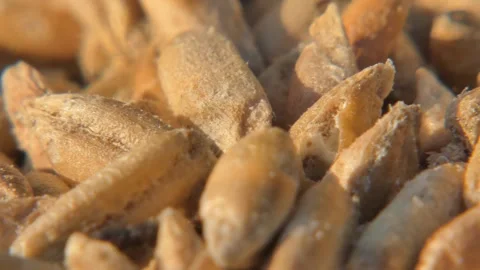 Weevils inside damaged wheat grains , super macro , panning Vídeo Stock 334620253