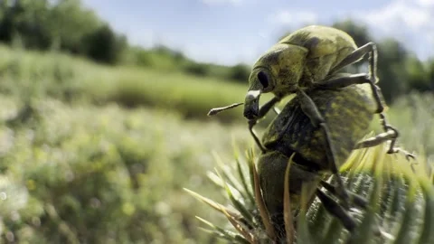 Weevils Mating on Spiny Thistle Low-Angle Macro in Summer Meadow Stock Footage 339023106