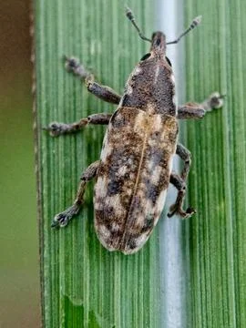 Weevils Stock Photos