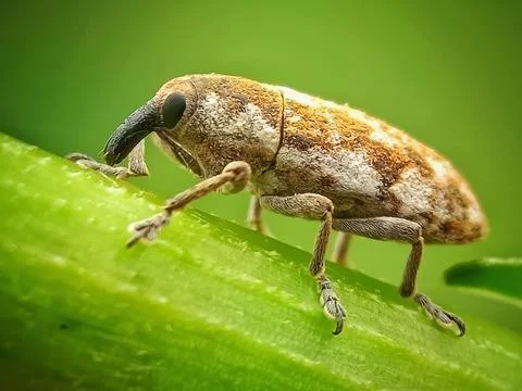 Weevils Stock Photos