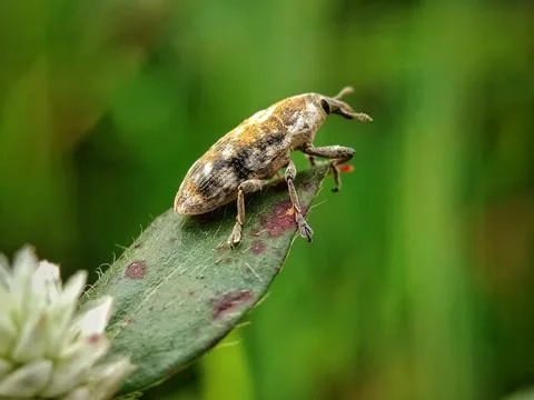Weevils Stock Photos