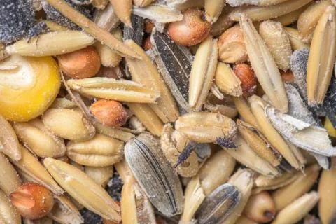 Weevils Through Seed Stock Photos