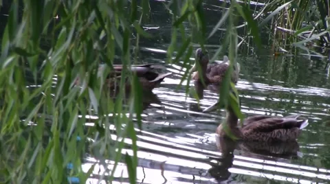 Weft on surface water. by the closeup Stock Footage 53102549