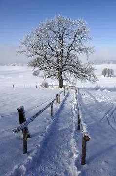 Weg zu Baum im Winter alleinstehend Stock Photos