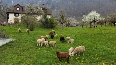 Weggis Sheep Vidéo 122245248