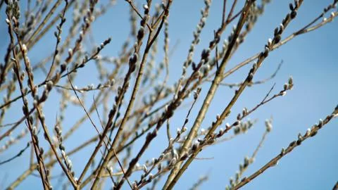 Weid kitten twigs in spring Stock Photos