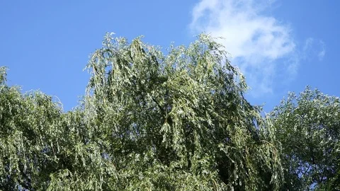 Weide bewegt sich im Wind Video stock 115020265