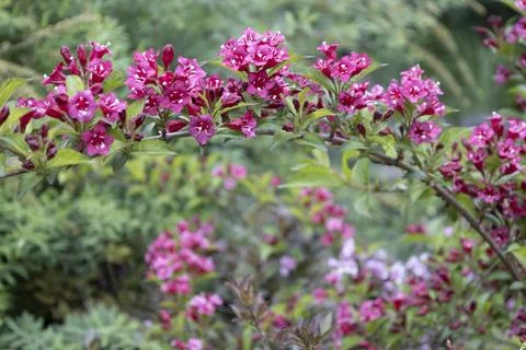 Weigela Bristol Ruby red flowers in the garden in Hungary. Beautiful flower.. Stock Photos