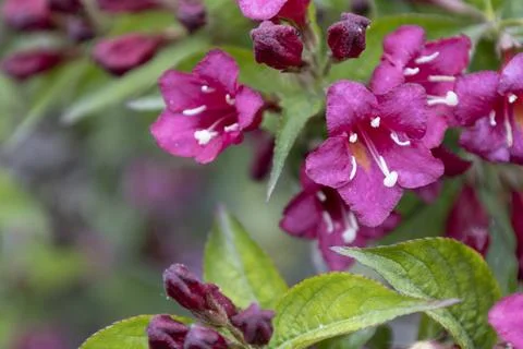 Weigela Bristol Ruby red flowers in the garden in Hungary. Beautiful flower.. Foto stock