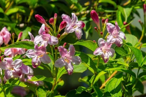 Weigela Bristol Ruby red flowers - Latin name - Weigela florida Bristol Ruby Stock Photos