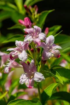 Weigela Bristol Ruby red flowers - Latin name - Weigela florida Bristol Ruby Stock Photos