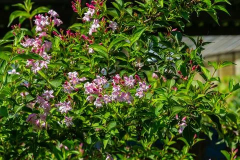 Weigela Bristol Ruby red flowers - Latin name - Weigela florida Bristol Ruby Stock Photos