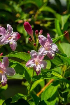 Weigela Bristol Ruby red flowers - Latin name - Weigela florida Bristol Ruby Foto stock