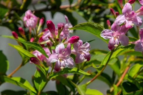Weigela Bristol Ruby red flowers - Latin name - Weigela florida Bristol Ruby Stock Photos