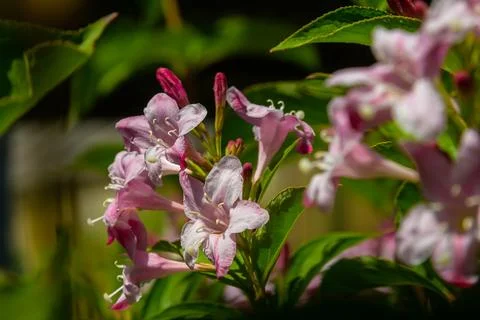 Weigela Bristol Ruby red flowers - Latin name - Weigela florida Bristol Ruby Stock Photos