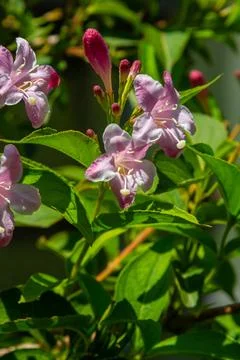 Weigela Bristol Ruby red flowers - Latin name - Weigela florida Bristol Ruby 库存照片